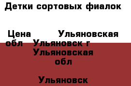 Детки сортовых фиалок › Цена ­ 60 - Ульяновская обл., Ульяновск г.  »    . Ульяновская обл.,Ульяновск г.